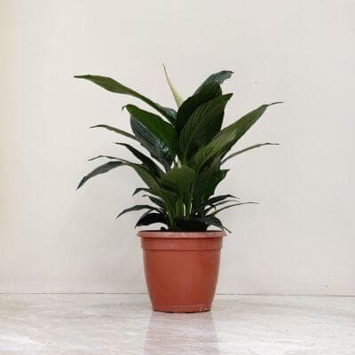 Spathiphyllum Crown Plant 15 cm pot