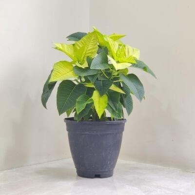 Poinsettia Plant 15 cm pot