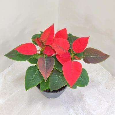 Poinsettia Red Plant 15 cm pot