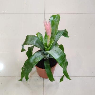 Guzmania plants 15 cm pot