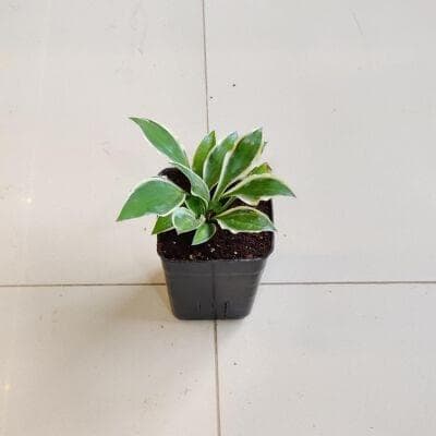 Hosta Marginata White Plants 8.5 cm pot