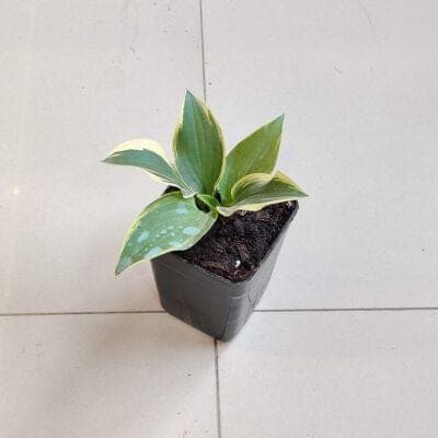 Hosta Autumn Frost plants 8.5 cm pot