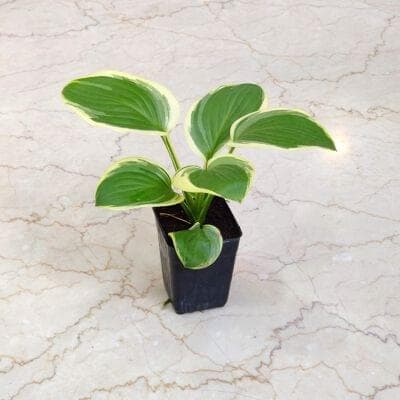 Hosta Plants 8.5 cm pot