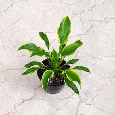 Hosta Plants 12 cm pot