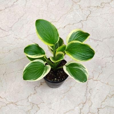 Hosta Plants 12 cm pot