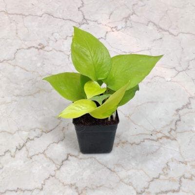 Golden Money Plant 8.5 cm pot