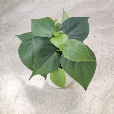 Oxycardium Green 10 cm pot