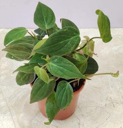 Oxy Cardium Red Plant 10 cm pot