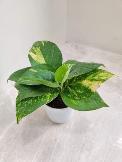 Green Money Plants 10 cm pot