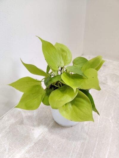 Oxycardium Golden Money Plant 10 cm pot