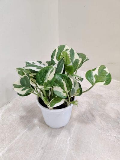 Scindapsus and Money Plant 10 cm pot