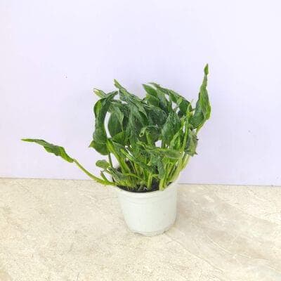 Sleeping Pothos 10 cm pot