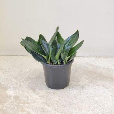 Scindapsus Treubii Dark Form 10 cm pot