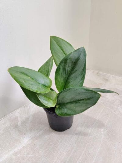 Scindapsus Moonlight 10 cm pot