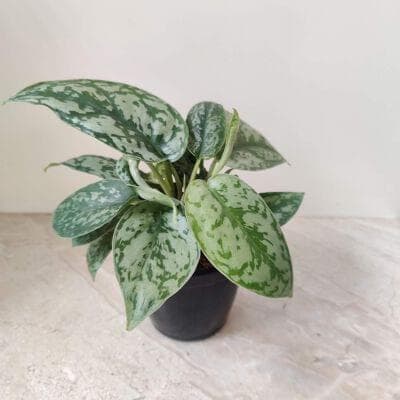 Scindapsus Silver Satin 10 cm pot
