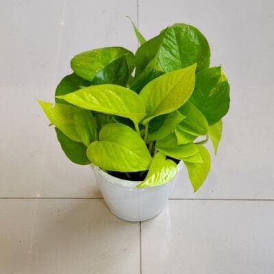 Golden Money Plant 12 cm pot