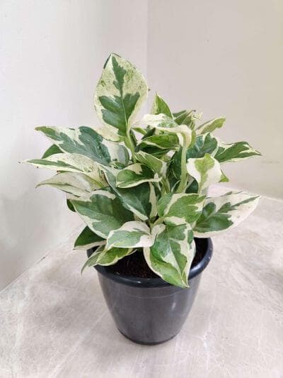 Scindapsus 12 cm pot