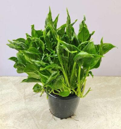 Epipremnum Aureum Shangri La Sleeping Pothos Plant 12 cm pot
