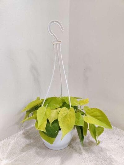 Oxy Golden Cardium Hanging 17 cm pot
