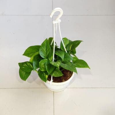 Green Plain Money Plant Hanging 17 cm pot