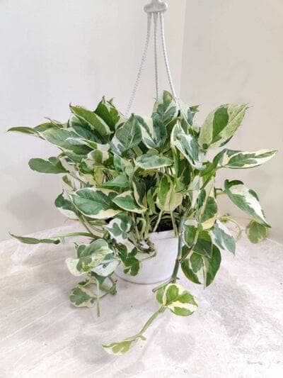 Scindapsus Njoy Hanging 17 cm pot