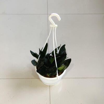 Scindapsus Treubii Dark Form 17 cm pot