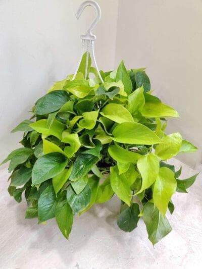 Golden Moneyplant Hanging 20 cm pot