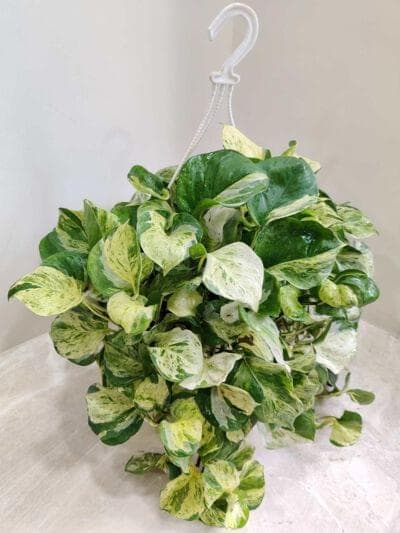 Marble Money Plant Hanging 20 cm pot