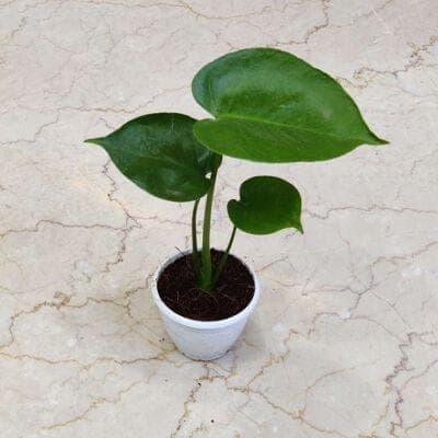 Monstera 8.5 cm pot
