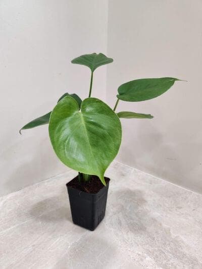 Monstera delicosa Plants 8.5 cm pot