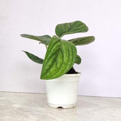 Monstera Peru 10 cm pot