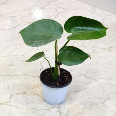 Monstera delicosa Plants 12 cm pot