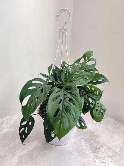 Monstrera broken Hearts Hanging Plants 15 cm pot