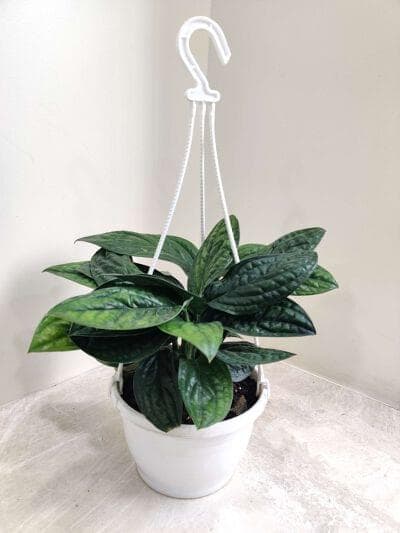 Monstrera Peru Hanging Plants 15 cm pot