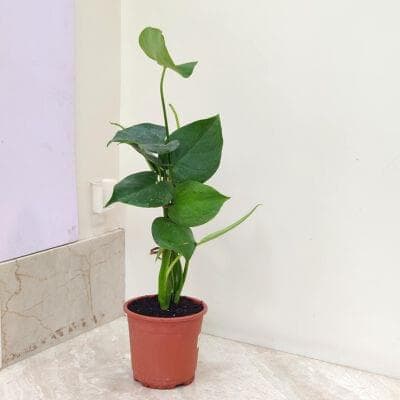 Monstera Deliciosa 14.5 cm pot