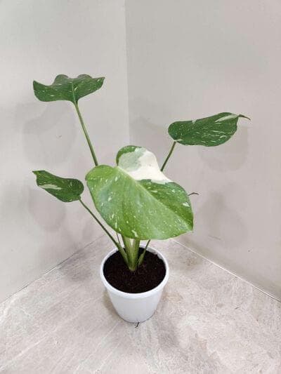 Monstera (Normal Thai Constellation) Plants 10 cm pot