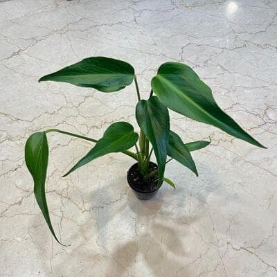Monstera Burle Marx Flame Plants 8.5 cm pot