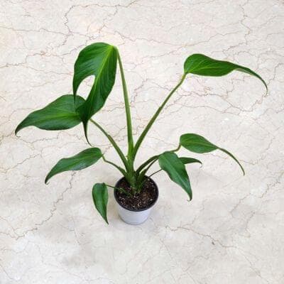 Monstera Burle Marx Flame Plants 10 cm pot