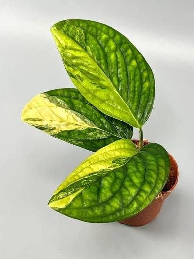 Monstera Peru Variegated 8.5 cm pot