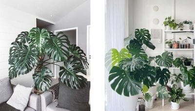 Monstera delicosa Plants