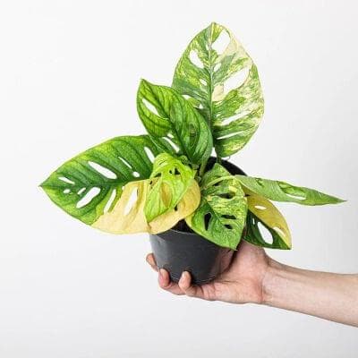 Monstera Adansonii Variegated 8.5 cm pot