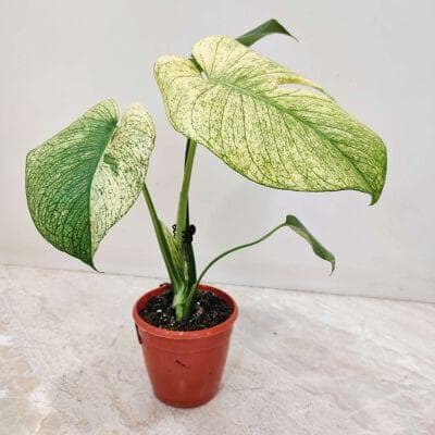 Monstera White Monstera Plants 10 cm pot