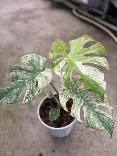 Monstera White Monster Plants 14.5 cm pot