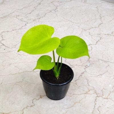Monstera Lemon Plants 12 cm pot