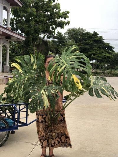 Monstera Thai Constellation
