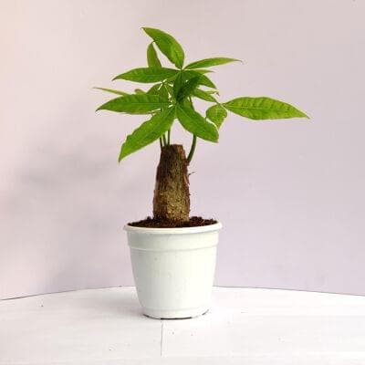 Pachira Money Tree Plants 10 cm pot