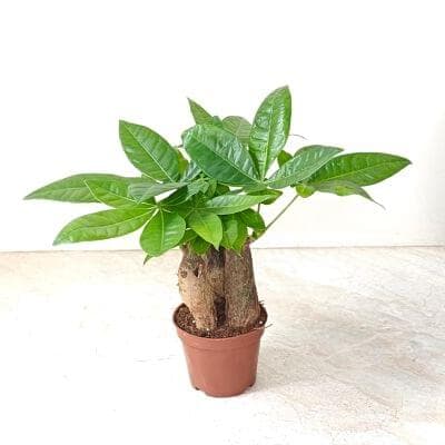 Pachira Money Tree Plants 8.5 cm pot