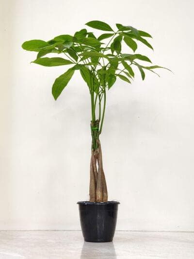 Pachira Money Tree Plants 12 cm pot