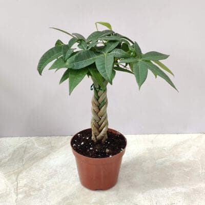 Pachira Macrocarpa Money Tree Bonsai Plants 10 cm pot