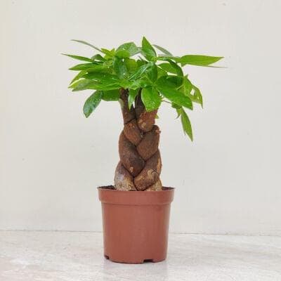 Pachira Plants 10 cm pot